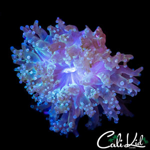 AQUACULTURED BI COLOR BRANCHING HAMMER