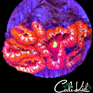 GOLD RIM BLASTO MINI COLONY