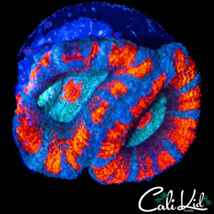 SUPERMAN ACAN DOUBLE