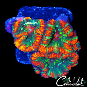 RARE UNRELEASED ACAN TRIPLE