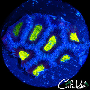 ZOMBIE EYE MICROMUSSA