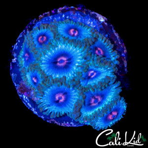 PINK EYE ZOA MINI COLONY