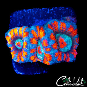 SUPERMAN ACAN TRIPLE