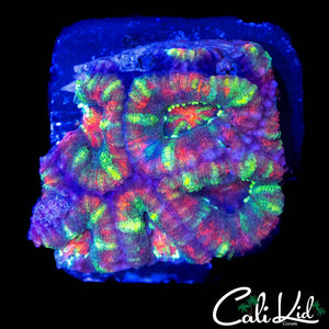 RAINBOW STRIPE ACAN QUAD