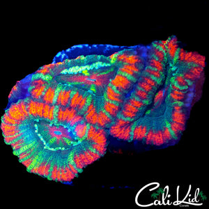 RARE UNRELEASED ACAN TRIPLE