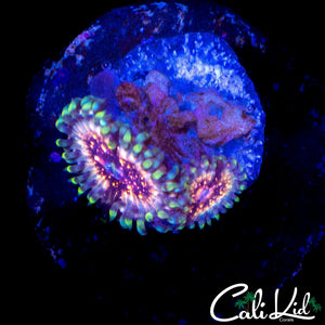 CK UNRELEASED ZOA DOUBLE