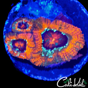ULTRA EYE MICROMUSSA FRAG