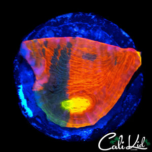 LARGE EYE RAINBOW CHALICE FRAG
