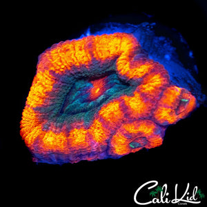 ULTRA ACAN W/ BABIES