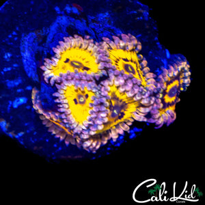 STRATOCASTER TYPE ZOA MINI COLONY