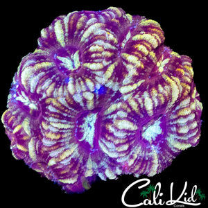 ASIAN ACAN MINI COLONY