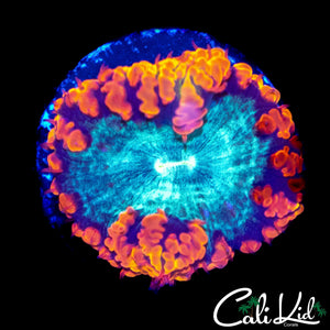 LARGE FLAME RIM BLASTO