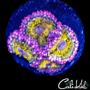 STRATOCASTER TYPE ZOA QUAD