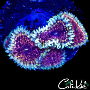 CK AOTP ZOA QUAD