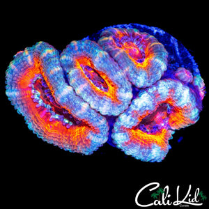 ULTRA ACAN QUAD