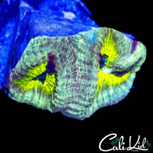 CK UNRELEASED FAVIA