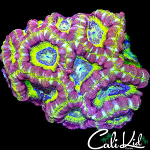 INSANE ASIAN ACAN COLONY