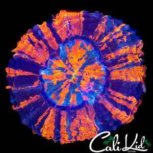 AMAZING PINWHEEL ACANTHO