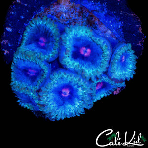 PINK EYE ZOA MINI COLONY