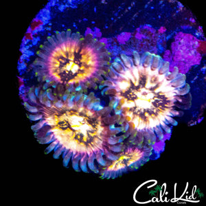 SOUR PUNCH ZOA QUAD