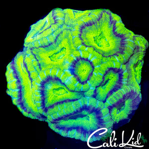XL BLINDING ACAN COLONY