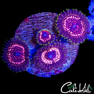 WWC TASER ZOA QUAD