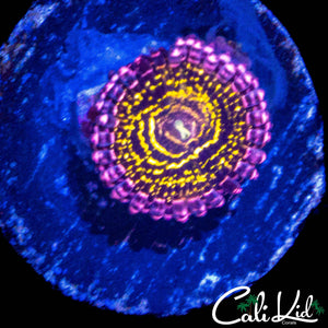LARGE STATOSPHERE ZOA