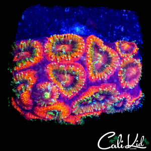 RAINBOW EYE MICROMUSSA CHUNK