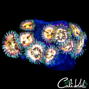 SOUR PUNCH ZOA COLONY