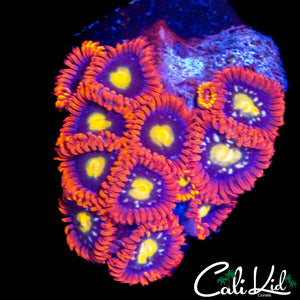 ULTRA ZOA MINI COLONY