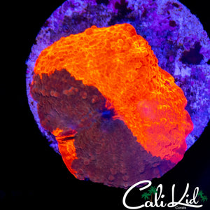 50/50 CANDY CRUSH MUSHROOM