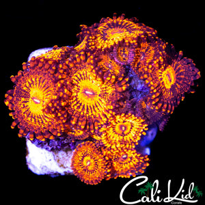 MAUL TYPE ZOA COLONY