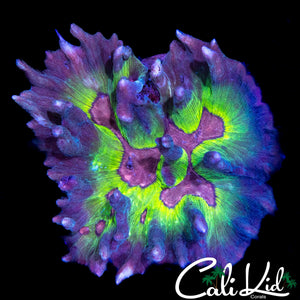RAINBOW PECTINIA COLONY