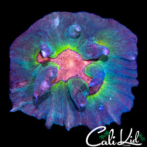 RAINBOW PECTINIA COLONY
