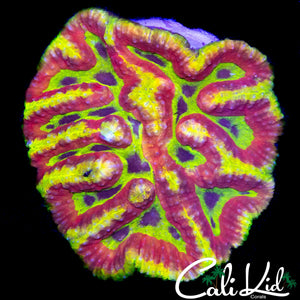 BONKERZ SYMPHYLLIA COLONY