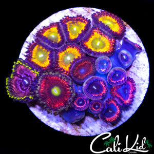 ASSORTED ZOA COLONY