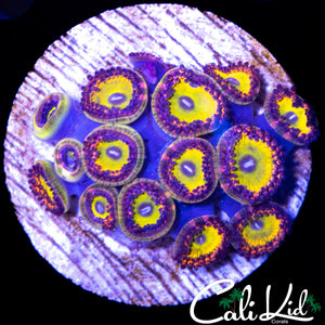 MYSTERY ZOA MINI COLONY