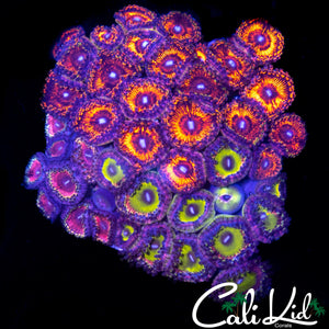 ASSORTED ZOA COLONY