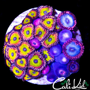 ASSORTED ZOA COLONY