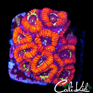RAINBOW EYE MICRO CHUNK