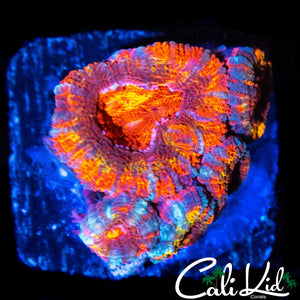 ULTRA RAINBOW ACAN W/ BABIES