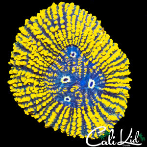 SPIKEY MULTI MOUTH LOBO