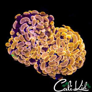 GOLDEN BRANCHING HAMMER DOUBLE