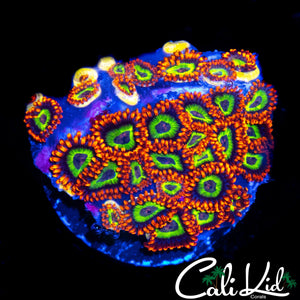 FRUIT LOOPS ZOA COLONY