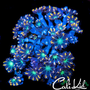 RAINBOW CLOVES CHUNK