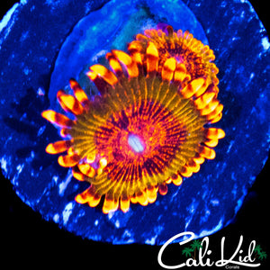 SPECKLED KRAK DOUBLE