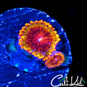 SPECKLED KRAK DOUBLE