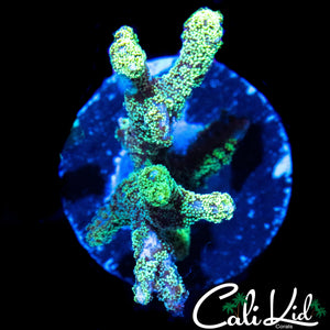 ULTRA BIRDSNEST FRAG