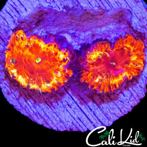 GOLD RIM BLASTO DOUBLE