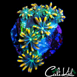 CK KALEIDOSCOPE GALAXIA